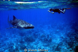 whale shark
 by Glenn Storey 